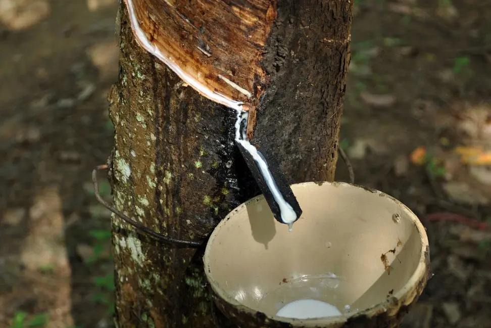 (圖為天然乳膠展示圖)